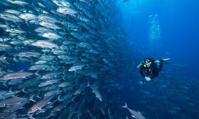 Professional Diving Experience Two Dives and Lunch :Hurghada