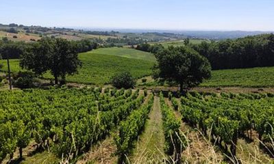 Gaillac Small Group Wine Tour from Toulouse