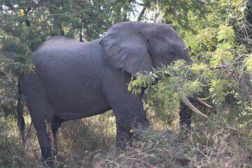 4 Days Mikumi and Nyerere National Park Private Tour