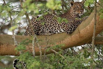 5 Day Masai Mara and Lake Nakuru Kenya Safari