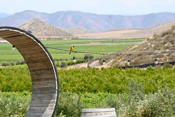 Valle de Guadalupe Adults Only Tour