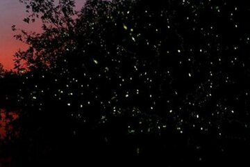 Kawa Kawa Fireflies Sunset Cruise