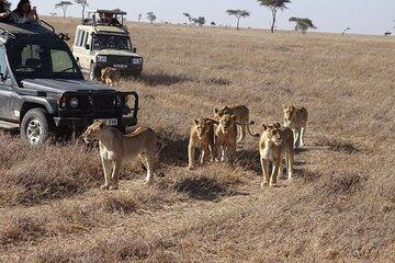 3 Day Maasai Mara Safari in a 4x4 with Foreign Languages