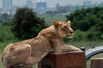 6 Days Magical Kenya Urban and Bush Safari Experience