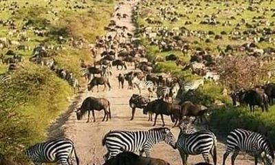 3 Day Safari Adventure to Tarangire Ngorongoro and Manyara