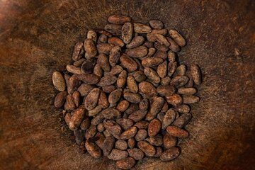 Educational Chocolate Tour