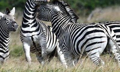 2 Days Tarangire and Ngorongoro Crater Safari Tour