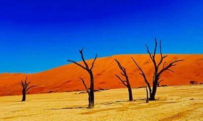 6-Day Namibia Desert and Wildlife Safari Adventure