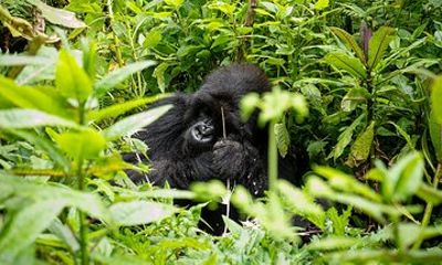 Private Gorilla Trekking Tour in Volcanoes National Park