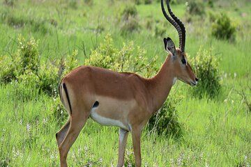 1 Day Epic Trip to Mikumi National Park by Sgr Train