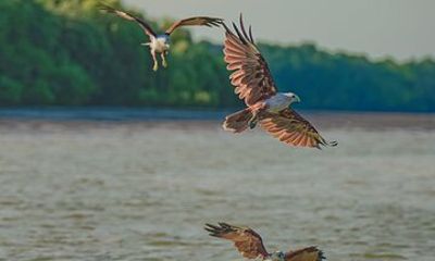 Eagle Fireflies and Blue Tears Tour in Kuala Selangor