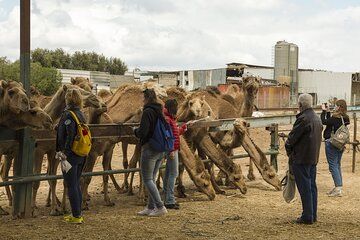 Bikaner Drop from Jodhpur with Visit Camel Centre & Rat Temple.