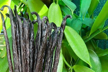 Vanilla Circuit, meeting our local producers