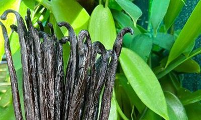 Vanilla Circuit, meeting our local producers