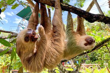 Animal Sanctuary+Sugar Cane, Chocolate and Coffee Cultural Tour