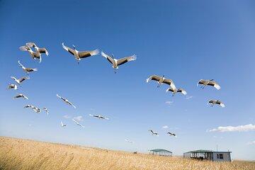 Private Shore Tour: Kagoshima Winter Crane Watching