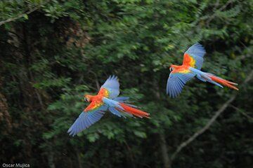 4-Days Safari to Manu Wildlife Center