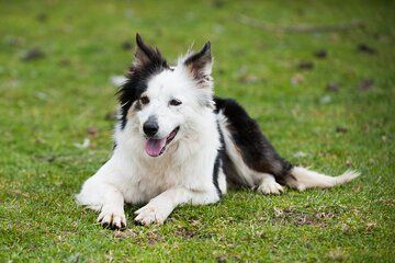 Day trip from Galway to the Sheepdogs Demo and Cliffs of Moher