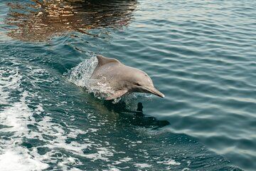 Musandam Khasab The Land of Dolphins and Fjords