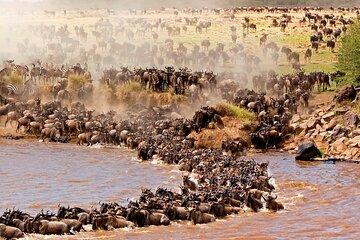 6 Day Great Migration Safari Serengeti Ngorongoro and Tarangire