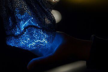 Halloween Haunted Bioluminescence Tour