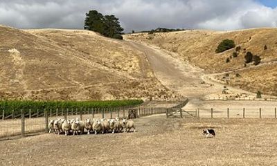 Marlborough Sheep Station Tour with Wine Tasting and Lunch