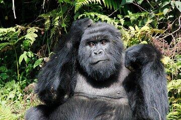 7 Days Uganda Primates and Wildlife Safari