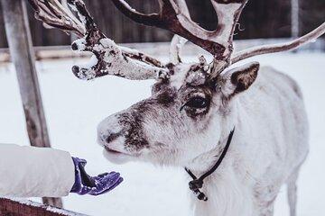 Arctic Fjord Tour Feed Reindeer and Experience Sámi Culture