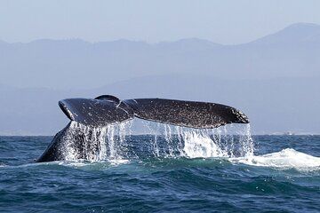Whale Watching In Samana With Boat Tour