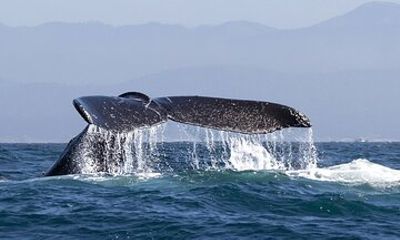 Whale Watching In Samana With Boat Tour