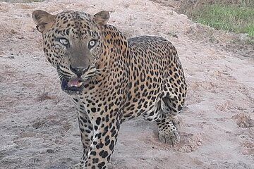 Private All-Inclusive Yala National Park Safari Bentota or Galle