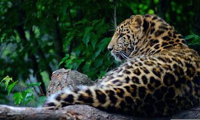 All inclusive 12 Hour Wilpattu National Park Safari