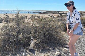 Punta Tombo and Isla Escondida From Puerto Madryn Patagonia