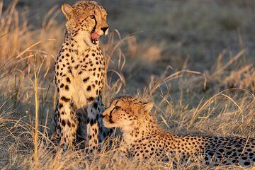 5 Day Explore Zimbabwe Zambia and Namibian Island Luxury Safari