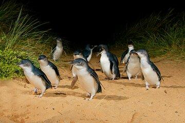 Phillip Island and Penguin Parade Private Tour