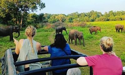 All Inclusive Safari at Minneriya National Park from Polonnaruwa
