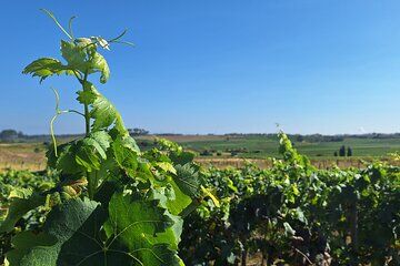 Bairrada Sommelier Experience Wine Tasting and Vineyard Tour