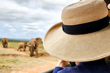 Full Day Guided Safari in Addo Elephant National Park