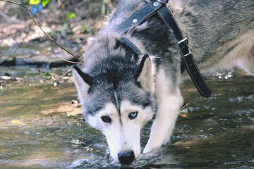 Nuuksio National Park Hike with Siberian Husky