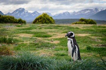 Full-Day Penguin Boat Excursion & Transfers Included