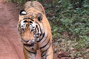 2 Day Jaipur City Tour with Ranthambore Safari