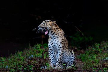 Galle to Ella Shuttle & Yala Safari Drive with Breakfast