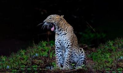 Galle to Ella Shuttle & Yala Safari Drive with Breakfast