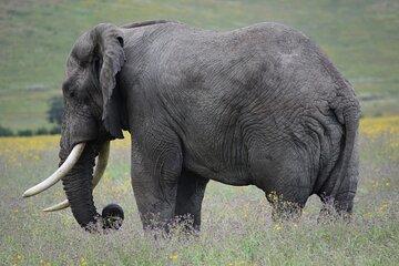 4 Day Camping Safari Adventure in Arusha