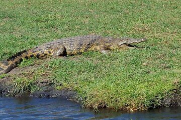 Chobe National Park Day Trip from Livingstone