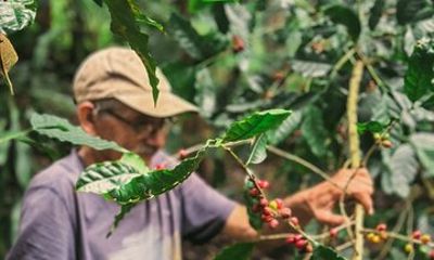 From Bean to Cup Authentic Costa Rican Coffee Farm Tour