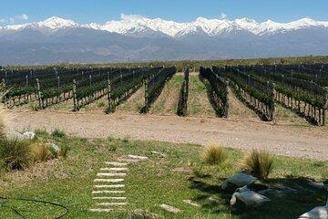 Wines of high altitude Uco-Premium Experience Valley, Small groups.