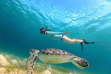 Sea Turtle Snorkel Tour
