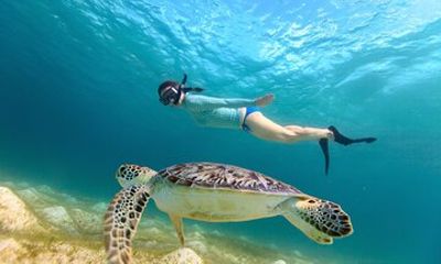 Sea Turtle Snorkel Tour