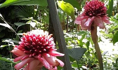 Botanical Garden Exploration